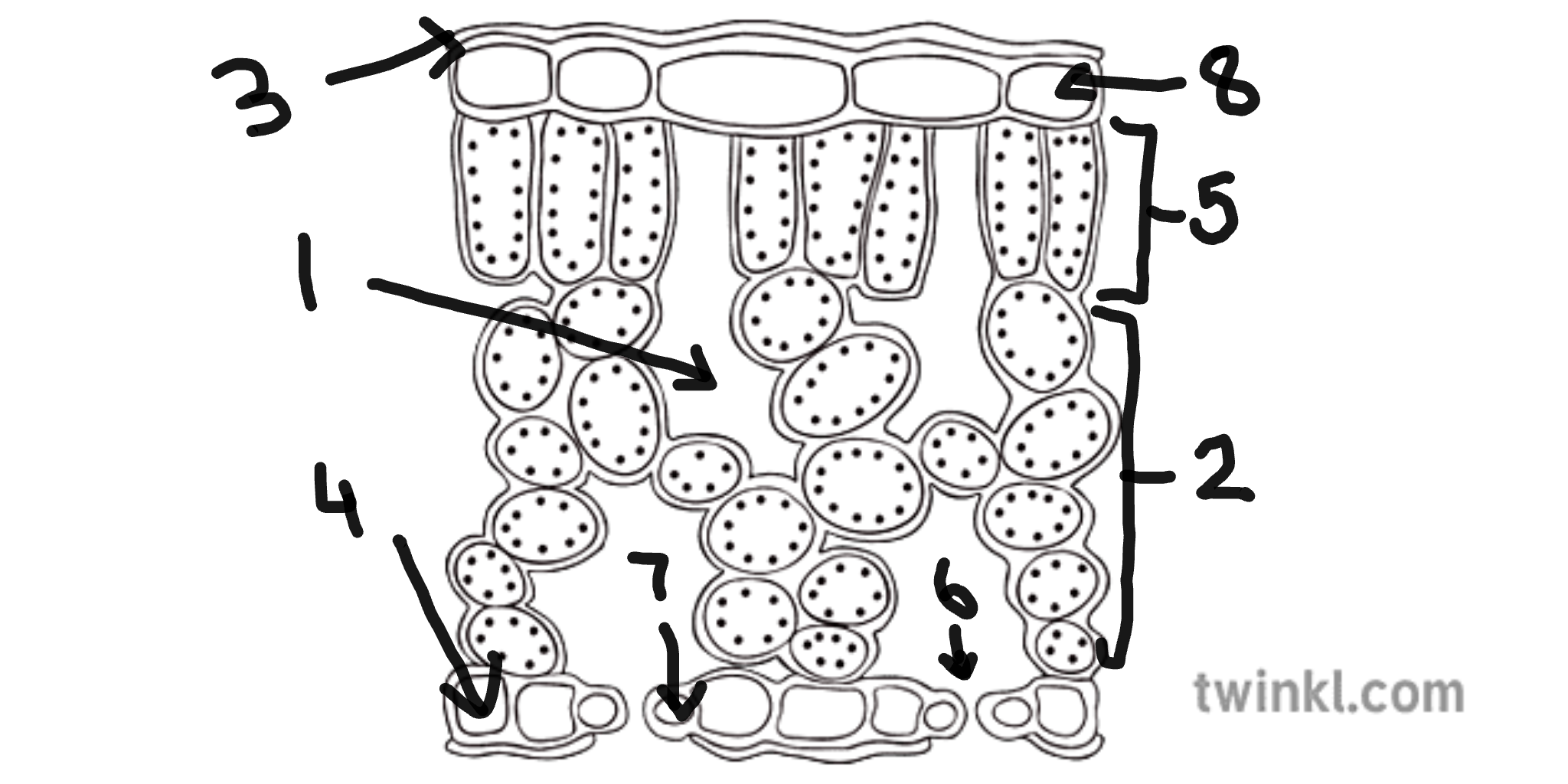 <p>name number 5</p>
