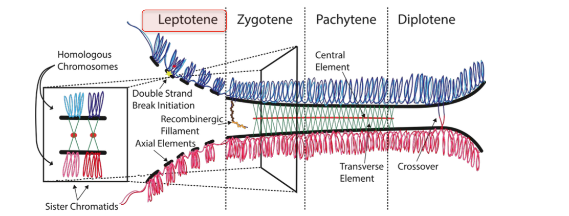 <p>LEPTOCENE</p><p>-Formation of synaptomenal complex - condensing of chromsomes</p><p><strong>-Double strand break initiation by SPO11</strong></p><p></p><p>Longest phase of meiosis</p><p><strong>Chromatid exchange</strong></p><p>-Maternal and paternal chromsomes <strong>pair, synapse + exchange genetic information </strong>- BY GENETIC RECOMBINATION (break + repair)</p><p>-Form at least ONE crossover per chromosome</p><p></p><p>Stage 1</p><p>-Leptotene stage</p><p>Chromosomes condense - become visible under a microscope</p><p>-Sister chromatids held together by cohesin</p><p></p><p><strong>Chromosome individualisation </strong>occurs - Individual chromosomes become distinct visible threads</p><p>Chromosomes arranged as array of loops - loops extend from the AXIAL ELEMENT</p><p><strong>Condensing of chromosomes - forms synaptonemal complexes</strong></p><p>-helps tight pairing of chromosomes</p><p></p><p><strong>Lateral elements </strong>of the synaptonemal complex form <strong>along each chromosome - </strong>forming the <strong>axial element - from this loops of the chromosomes extend - each containing a portion of chromosomal DNA</strong></p><p></p><p>Synaptomenal complex - crucial for correct alignment of chromosomes for recombination</p><p><strong>Chromosome organisation</strong></p><p><strong>Allows chromosomes to find and pair with their homologous partner in ZYGOTENE</strong></p><p>LEPTOTENE - aids recobmination - exchange of genetic information leading to genetic diversity</p><p></p><p></p><p><strong>DOUBLE STRAND BREAK INITIATION (needed for genetic recombination to occur)</strong></p><p><strong>Enzyme SPO11 creating programmed double strand breaks</strong></p><p></p>