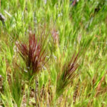 <p>An invasive species found in the Mojave &amp; Sonoran deserts. The mature plant is highly flammable, exacerbating wildfire risk, and its sharp awns harm wildlife.</p>