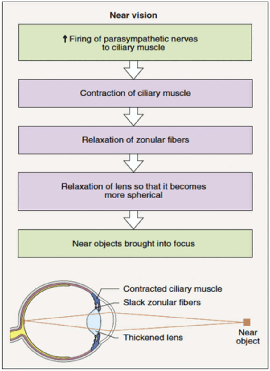 <p>Pupil constriction</p><p>Contraction of ciliary muscle</p><p>Relaxation of zonular fibers</p><p>Thickening of lens</p>