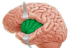 <p>insula “feels the insult… <strong>in</strong>side the brain”</p><img src="https://knowt-user-attachments.s3.amazonaws.com/2d1d98d7-bfb5-4c56-aa67-10e612ba68b9.png" data-width="100%" data-align="center"><p></p>