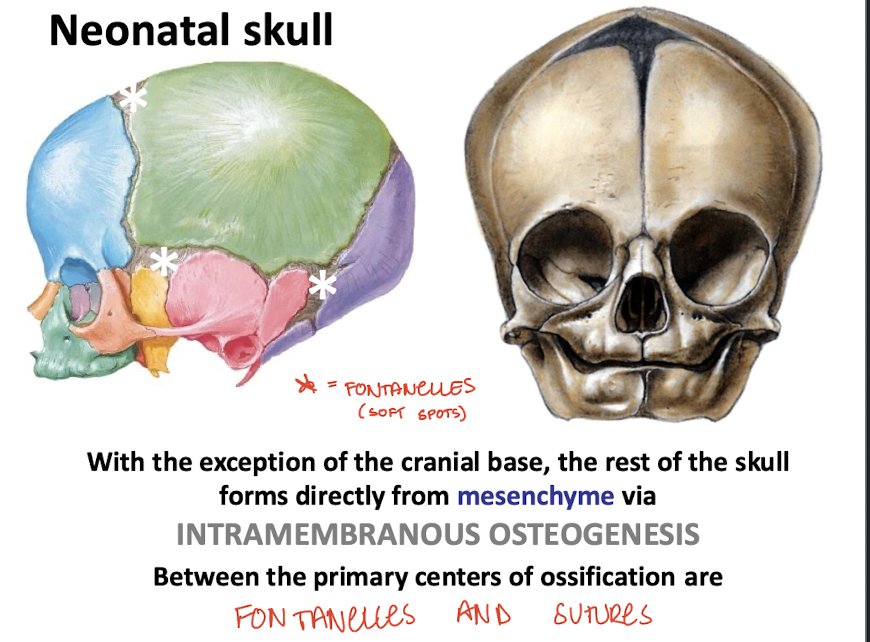 <p>Directly from mesenchyme via intramembranous osteogenesis</p>