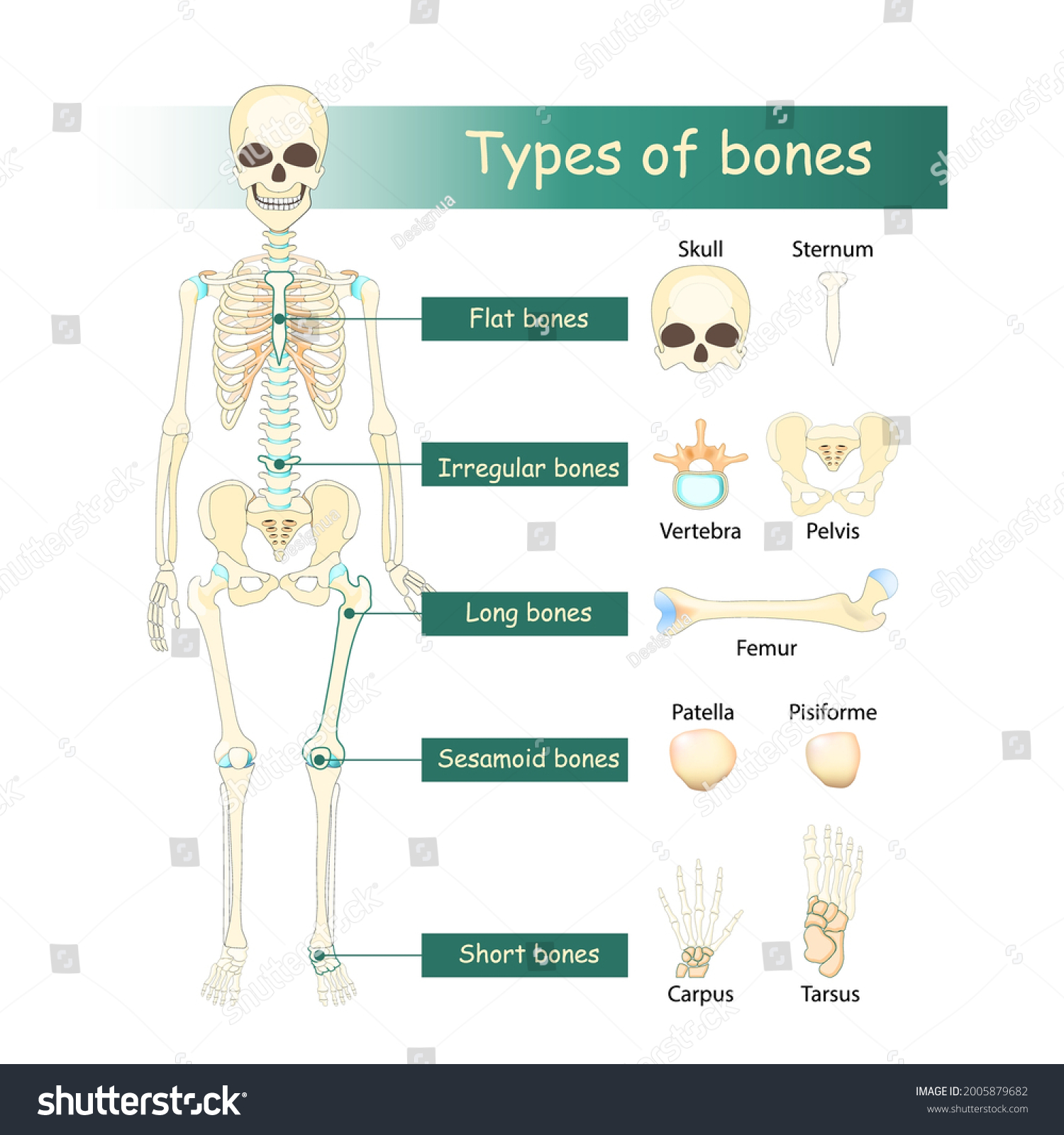 <ul><li><p><strong>Long bone</strong>: arms and legs</p></li><li><p><strong>Short bone</strong>: wrists and ankles</p></li><li><p><strong>Flat bone</strong>: skull and shoulder blades </p></li><li><p><strong>Irregular bone</strong>: vertebrae (bones of the spinal cord) </p></li></ul><p></p>