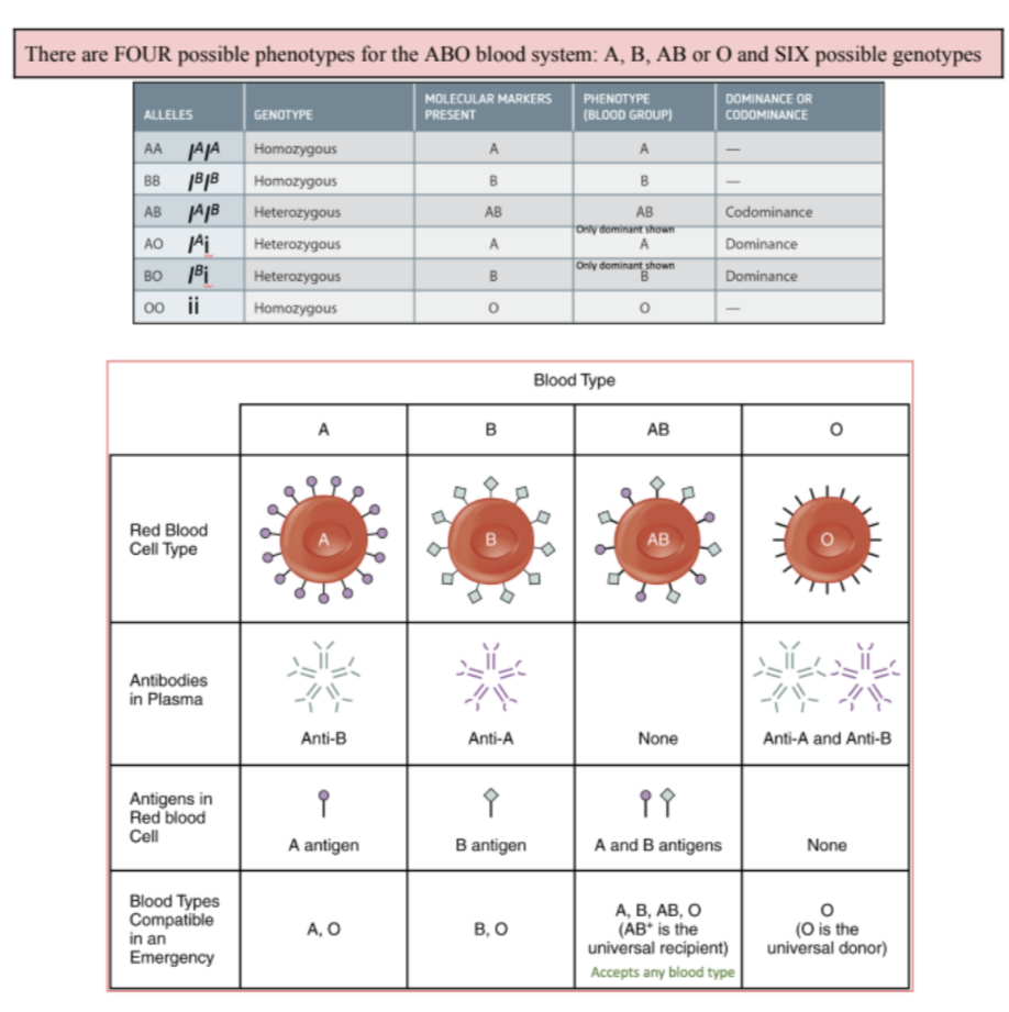 <p>Multiple Alleles and Multiple Genes</p><p>Phenotypic trait that has multiple alleles ≠ Phenotypic traits that are coded by multiple genes</p><p>Linked Genes</p><p>Although many traits are inherited in accordance to the law of independent</p><p>assortment, it is not always the case. The exception occurs when two or</p><p>more genes are located on a single chromosome and are inherited</p><p>together. This is known as linkage.</p><p>Human Karyotype: (Left: Female, Right: Male)</p><p>Sex Determination</p><p>Sex Determination: the way in which sex</p><p>chromosomes separate during meiosis and recombine</p><p>during fertilisation to determine whether the offspring is</p><p>male or female.</p><p>During meiosis, sex chromosomes segregate (like other</p><p>homologous chromosomes) where only one of each</p><p>chromosome pair passes into a gamete.</p><p>A zygote that inherits an X chromosome from both the</p><p>mother and father will be female (XX). A zygote that</p><p>inherits an X chromosome from the mother and a Y</p><p>chromosome from the father will be a male (XY).</p><p>Depends on male for the sex of the of spring</p><p>Genes and Sex Linkage</p><p>Genes carried on sex chromosomes (X and Y) are called sex-linked genes.</p><p>X-chromosomes are larger than the Y and carry more genes.</p><p>Sex-linked genes in males and females tend to differ in their inheritance</p><p>patterns, since males lack one X chromosome and therefore have only one</p><p>allele (rather than a pair of alleles as present in females). Since males only</p><p>have one allele, whether it is dominant or recessive, males will express this</p><p>trait in their phenotype.</p><p><span data-name="sparkles" data-type="emoji">✨</span>SPECIAL NOTATION<span data-name="sparkles" data-type="emoji">✨</span>: SEX LINKED SYMBOLS</p><p>When a sex-linked gene is being inherited, the alleles of that gene, as well as the type of chromosome on which</p><p>it is carried (X or Y) must be shown.</p><p>e.g. Haemophillia is a recessive, sex-linked disorder.</p><p>NOTE: Only X chromosome expresses the trait, Y</p><p>does not have an allele [and even if Y did carry it, you</p><p>would ‘see’ it as an autosomal trait as you can’t differentiate</p><p>between sex-linked and autosomal here]</p>