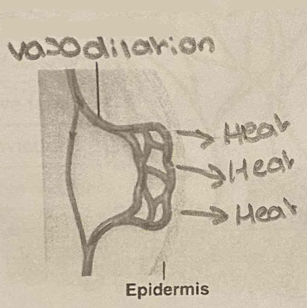 <p>Vasodilation</p>