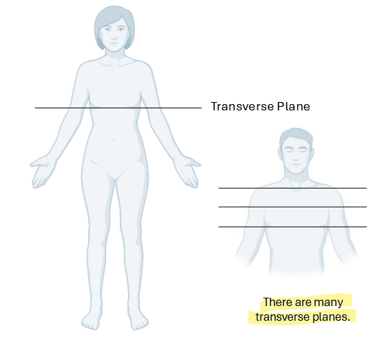 <ul><li><p>Pass through body at right angles to median and frontal planes</p><ul><li><p>divides the body into <strong>Superior and Inferior portions</strong></p></li></ul></li></ul><p></p>