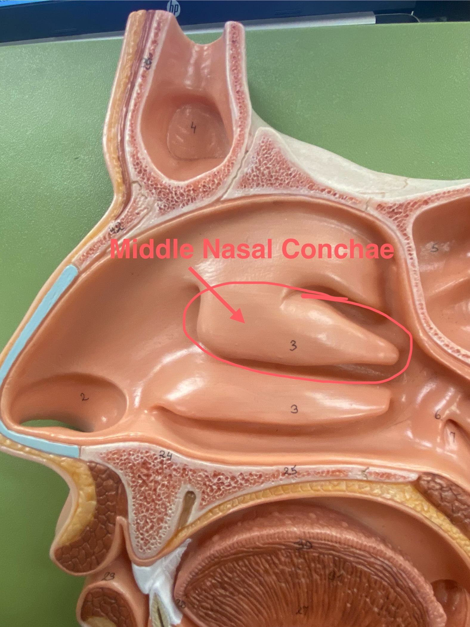 <p>Makes the airflow turbulent and thee surfaces are mucus which traps particles to stop them from going down the trachea</p>