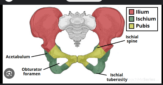 <p>the acetabulum of the ischium:&nbsp;</p>