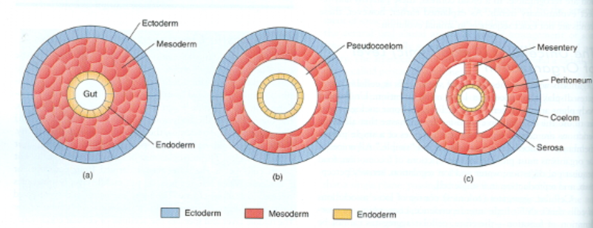 <p>Coelomate definition</p>