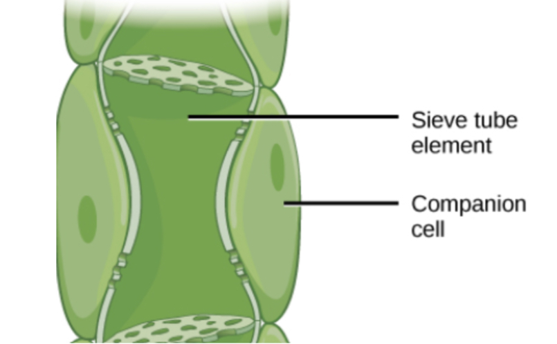 * Provide ATP required for active transport of organic substances 
* contains many mitochondria