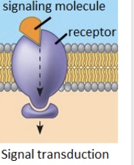 <p>1.) reception -(sense a signal), </p><p>2.) transductions pass the message along, and response (act on the message): two types: G -protein coupled receptors (receptors uses a middle man - a G protein - to send a message to another signaling molecule, which activates the response)</p><p>3.) Signaling molecule “ligand” binds and open an ion channel, allowing ions to move in and stimulate a response.</p>