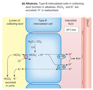 <p>via renal compensation, by not reabsorbing HCO3- in the proximal tubules and secreting it in the distal nephron.</p><p><span style="font-family: Calibri, sans-serif">The combination of HCO3- excretion and H+ reabsorption in the distal nephron decreases the body’s HCO3- buffer load and increases its H+</span></p>