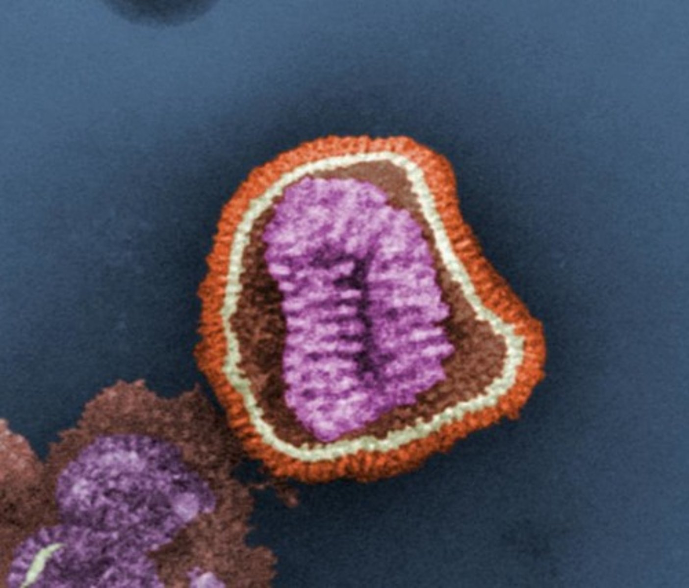 <p>No cell structures</p><p>No cell functions</p><p>No reproduction without host cell</p><p>doesn't have all the characteristics of living organisms</p>