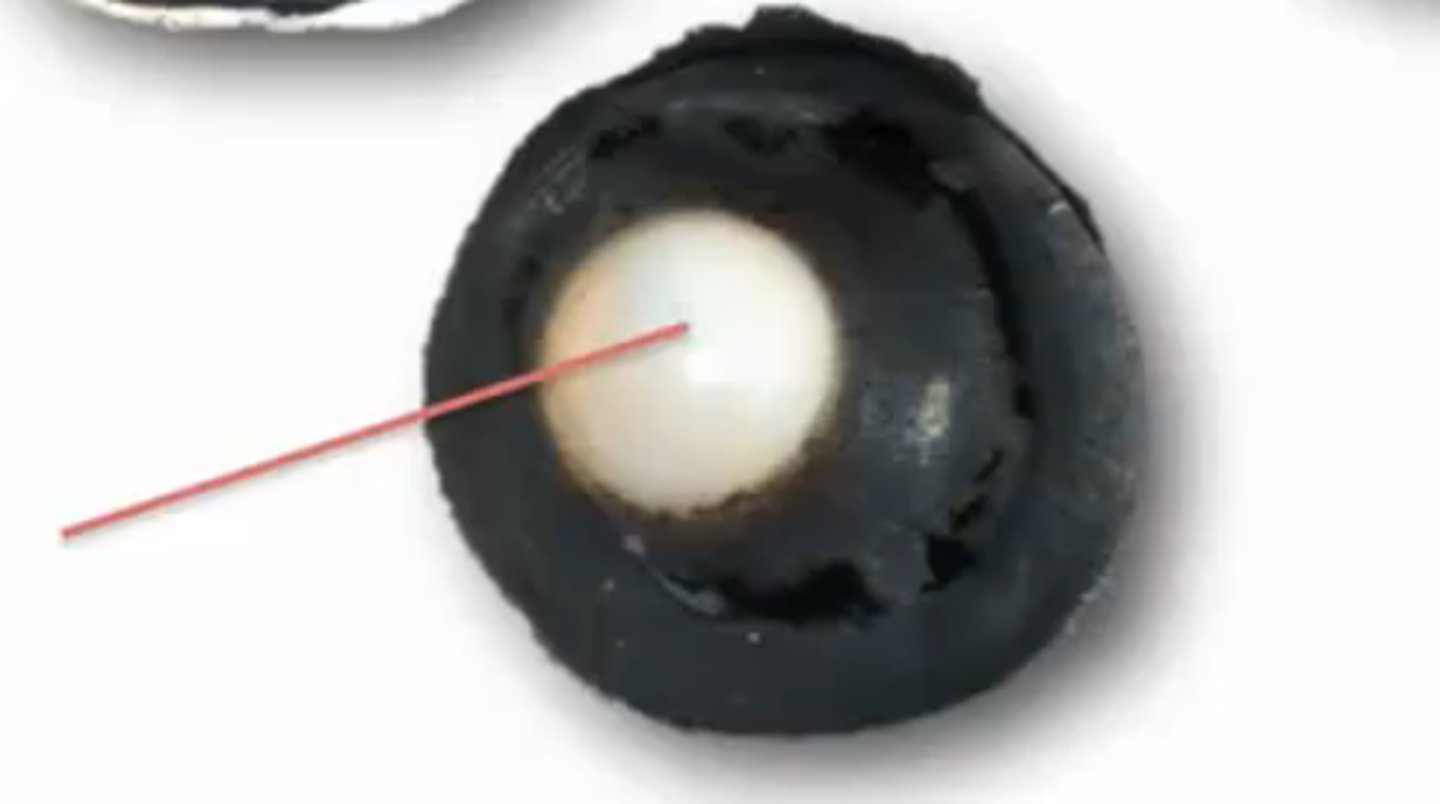 <p>focusing the arriving image</p>