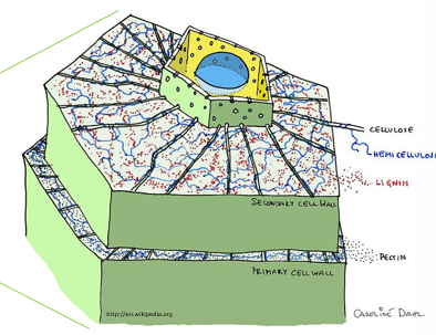 <p>composite cell walls; hemicellulose and cellulose hold things together; primary cell wall → cellulose; secondary cell wall → cellulose &amp; lignin</p>