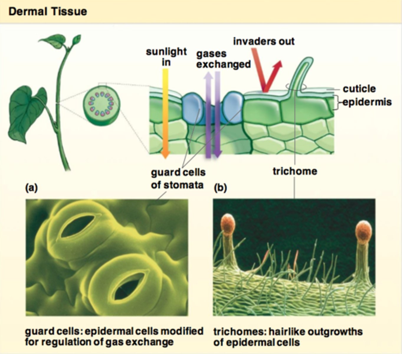 <p>The outer protective covering of plants.</p>