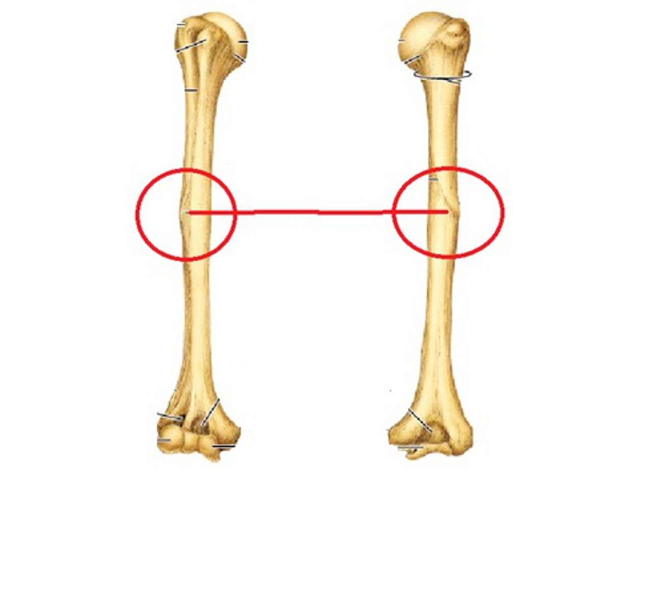 <p>raised area on lateral surface of humerus</p>