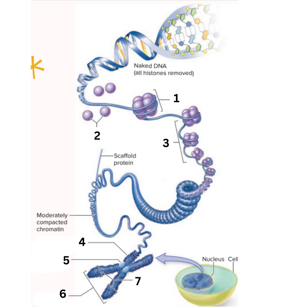 <p>What is no. 5 called?</p>