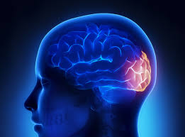 <p>Lobe of cerebral cortex containing the primary visual cortex</p>