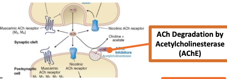 <p><strong>nicotinic ACh receptor</strong></p>