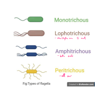 <ul><li><p>monotrichous - 1 flagella</p></li><li><p>lophotrichous - multiple flagella on one end</p></li><li><p>amphitrichous - flagella on both ends</p></li><li><p>peritrichous - flagella all over</p></li></ul><p></p>
