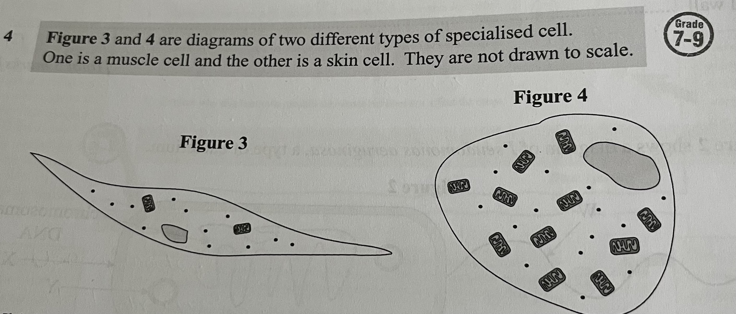 <p>Which cell is more likely to be a muscle cell? Explain your answer.</p>
