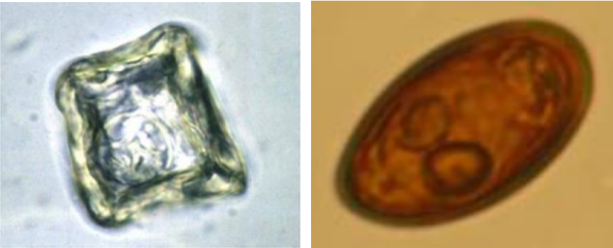 <p>Coprological examination of sheep faeces revealed the following eggs: give name and describe!</p>