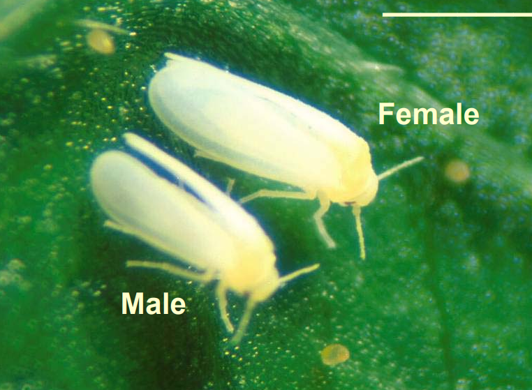 <ul><li><p>small, white powdery wings</p></li><li><p>nymphs; are oval crawlers; usually look like scales with spikes</p></li><li><p>piercing-sucking mouthparts; mandibles and maxillae modified to stylets (pierce) held in a rostrum (tube, modify labium)</p></li><li><p>All feed on plant sap (phloem or xylem)</p></li></ul>