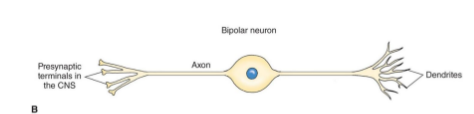 <p>dendrites on one end, axon on the other, cell body in middle</p>