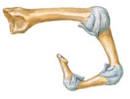 <p><span>What ligaments stabilize the interphalangeal joints?</span></p>