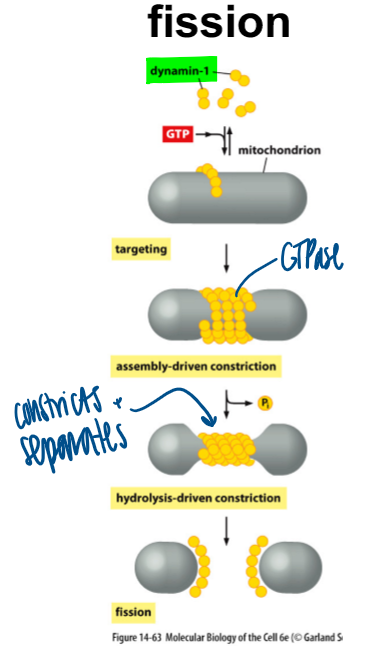 <p>dynamin-1 gets activated with GTP, then constricts to separate them</p><p>defective: elongated pieces bc it cannot break apart </p>