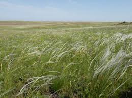 <p>Large unforested grassland.</p>