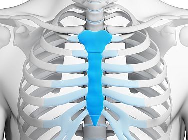 <p>Breastbone</p>