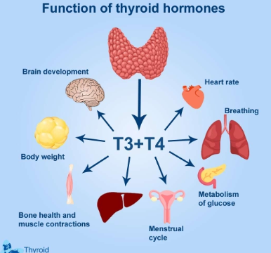 <p>Functions of thyroid hormones?</p>