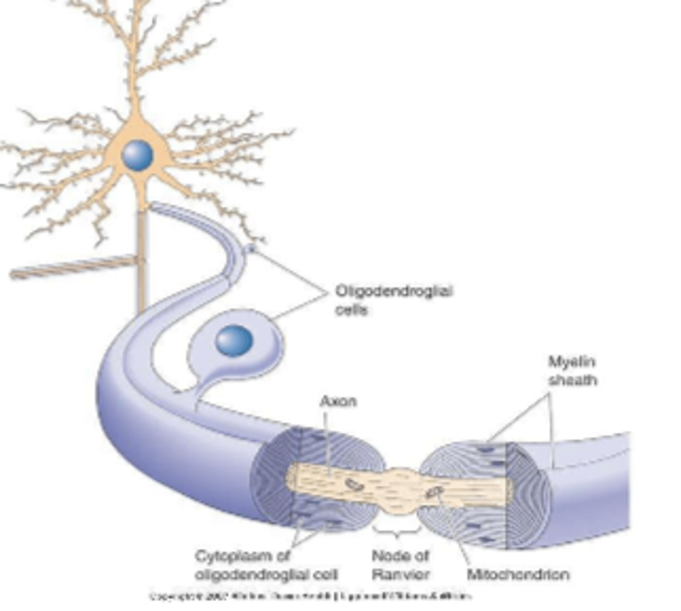 <p>1. forms myelin sheaths in CNS</p><p>(around brain and spinal cord axons)</p><p>2. provide support to axons</p>