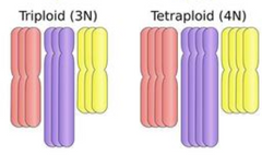 <p>Polyploidy</p>