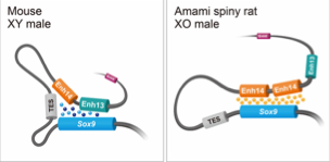 <p><span>→ </span><strong>SRY</strong><span> et </span><strong>NR5A1</strong><span> se lient à des enhancers en amont, rapprochés du promoteur de Sox9 via </span><strong>chromatin looping</strong><span>, ce qui déclenche son expression.</span></p>