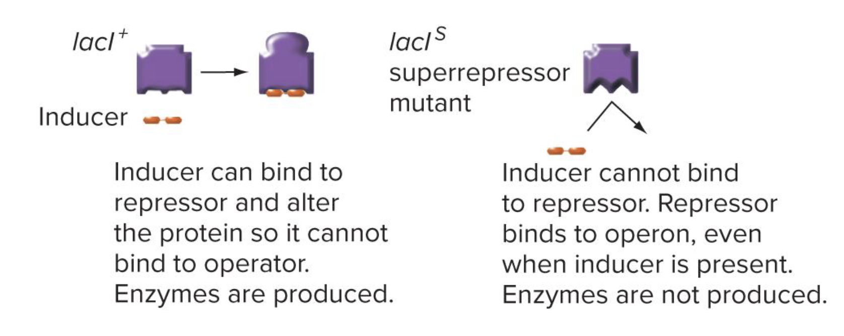 <p>lacl<sup>S </sup>is a <strong>super repressor </strong>→ can not be reduced (always bound to operator even with allolactose present → so nothing else can bind to the operator or promoter) </p><ul><li><p>results in NO synthesis of b-galactosidase (lacZ) and permease (lacY) even in the presence of lactose</p></li></ul><p></p>