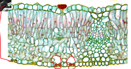 <p>CO<sub>2 </sub>is taken in through the stomata</p><ul><li><p>diffuses into all open-air spaces in the mesophyll</p></li><li><p>dissolved into moist surface of<strong> spongy parenchyma cells</strong></p></li></ul><p></p>