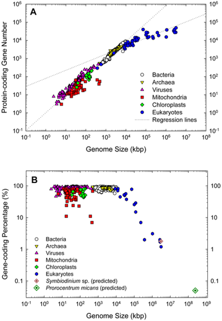 Number of genes in prokaryotes correlate more strongly to genome size than eukaryotic genomes. Eukaryotes have the lowest gene density, then mitochondria, then prokaryotes. Eukaryotes are much bigger because they have more protein-coding regions and yet they don't have a high density, so they have a lot of non-coding regions making them bigger.