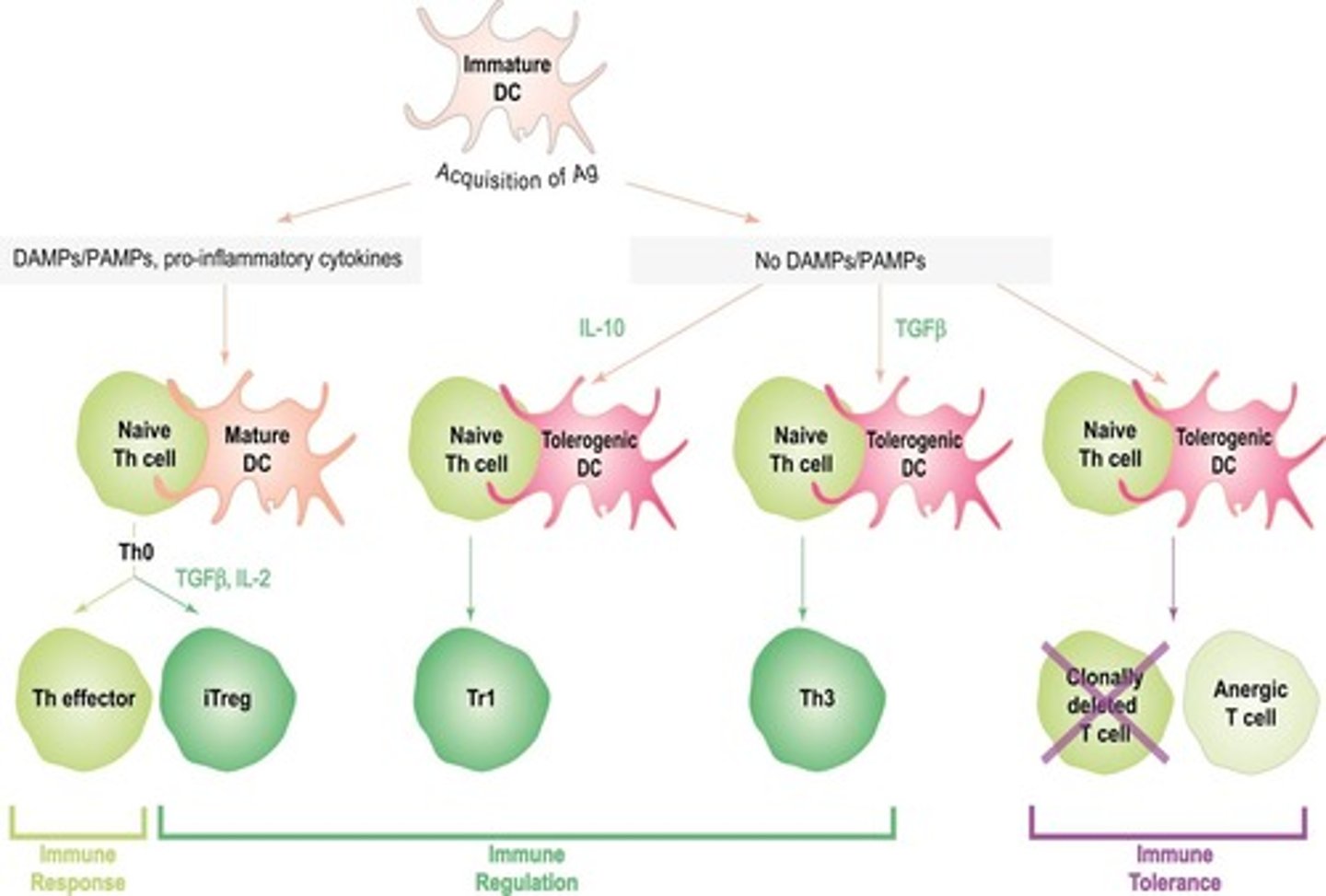 <p>nTregs express high levels of CD4 and CD25, develop from thymic precursors, and are characterized by the expression of Foxp3.</p>