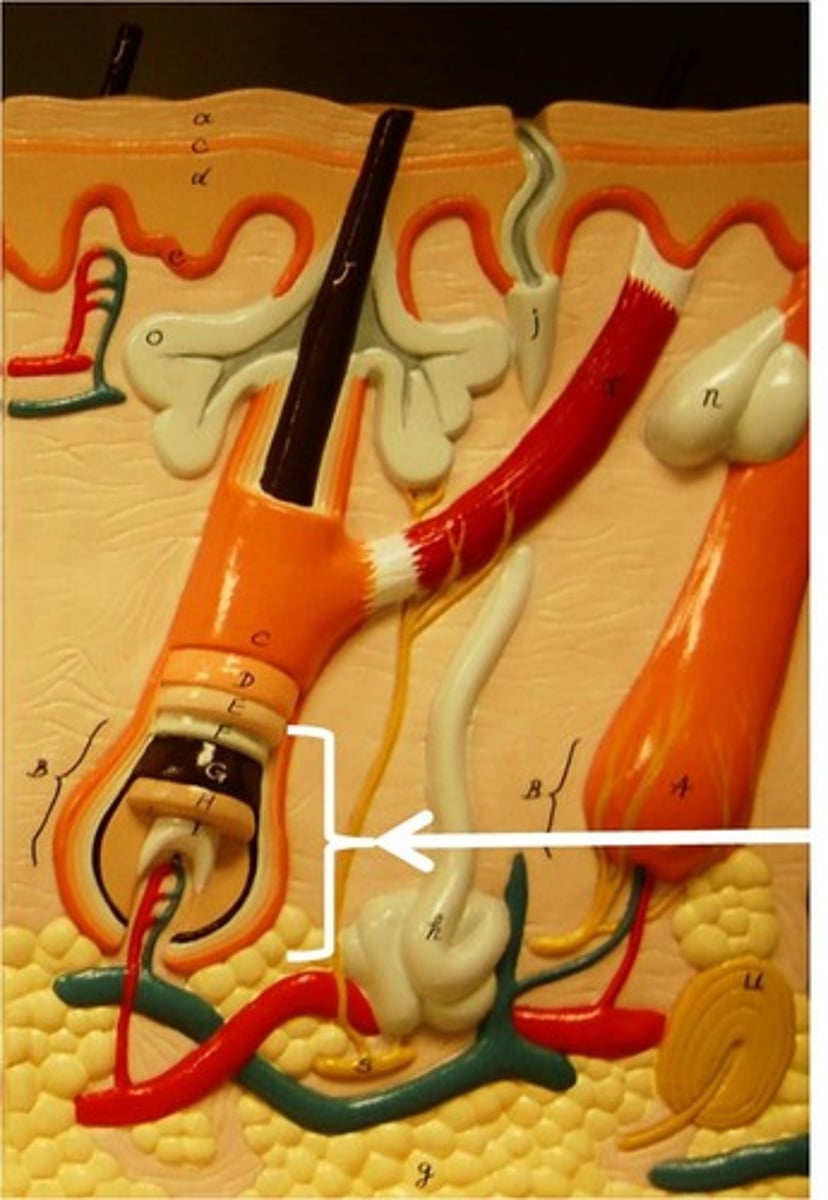 <p>- Deep, expanded end of the hair follicle</p><p>- Location of active production/growth of hair</p>