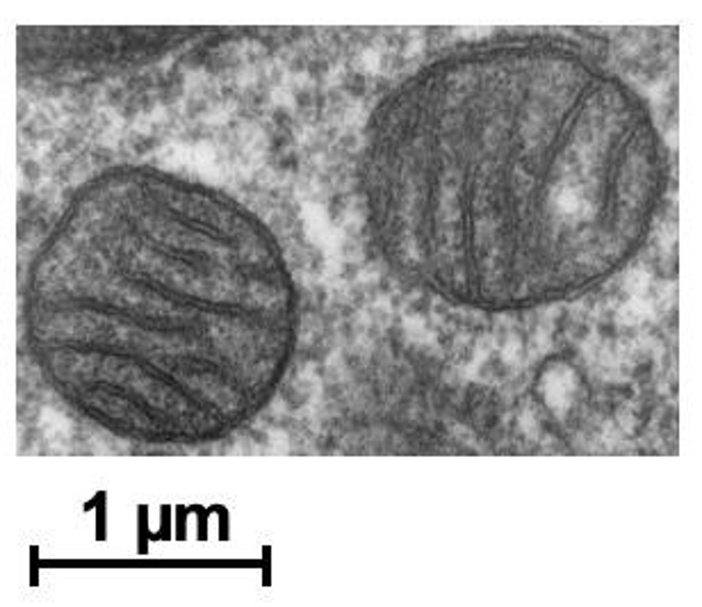<p>Mitochondria are responsible for cellular respiration and ATP production, acting as the energy transformers of the cell.</p>