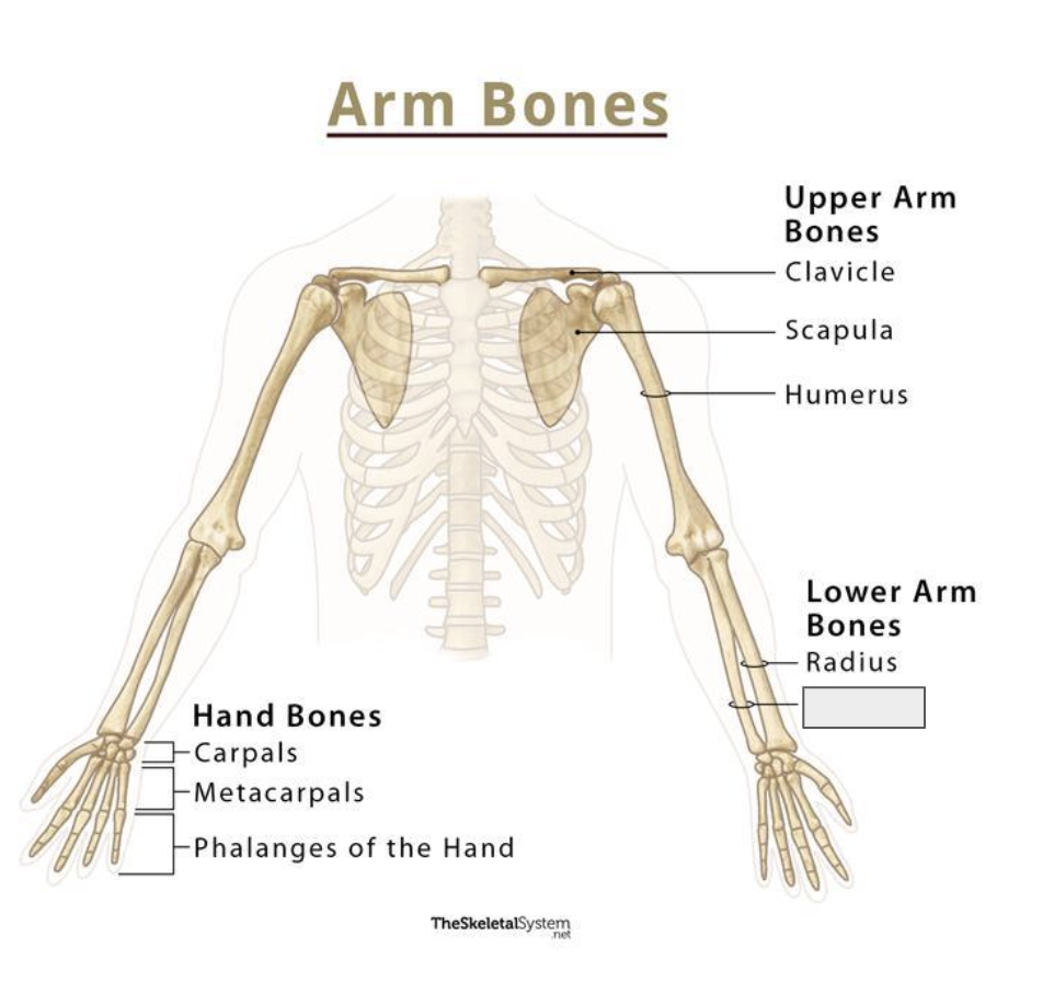 <p>Name the covered bone </p>