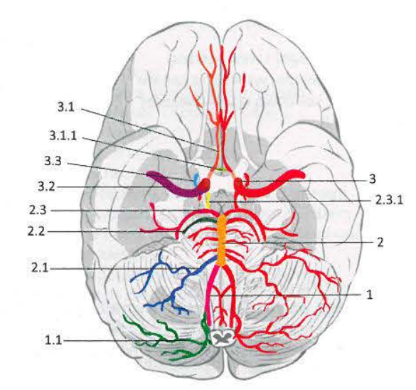<p>2 - Basilar artery - nieparzysta tętnica </p><p>2.1 - Anterior inferior cerebellar artery - parzysta struktura biegnąca do móżdżku </p><p>2.2 - Superior cerebral artery </p><p>2.3 - Posterior cerebral artery - zaopatruje płat potyliczny </p><p>2.3.1 - Posterior communicating artery </p>