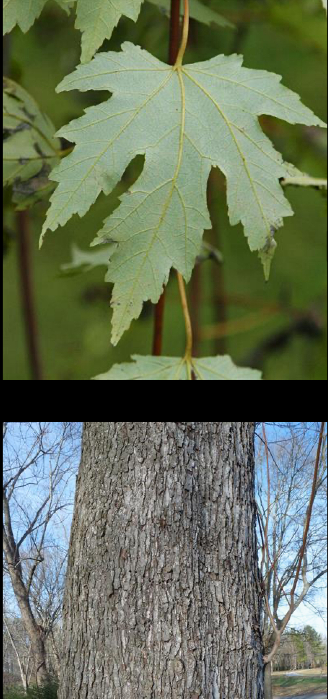 <p>silver maple</p>
