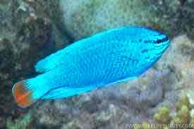 <p>Blue</p><p style="text-align: start">Damselfish</p>