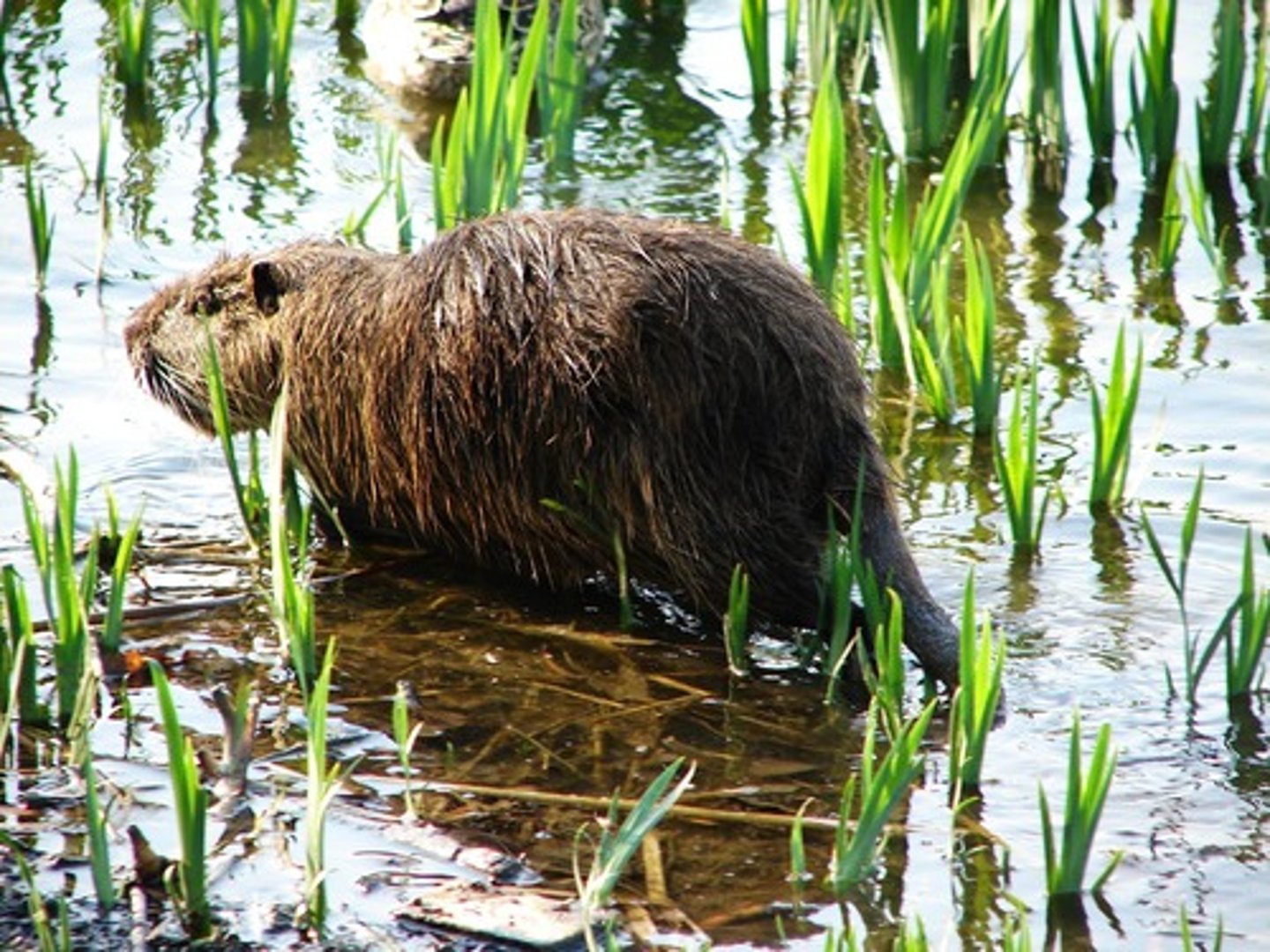 <p>Coypu</p>
