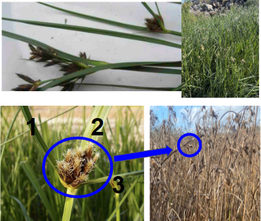 <ul><li><p>Emergent zone</p></li><li><p>Clusters embedded in 3 leaves</p></li><li><p>Leaves are grass and blade-like</p></li></ul><p></p>