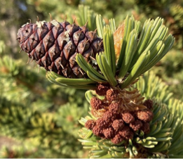 <p>long hooked soines on cone scales - 2.5-4 inch&nbsp;</p><p>5 needles, 1-1.6inch variable number - 3/4/5 super old needles</p>